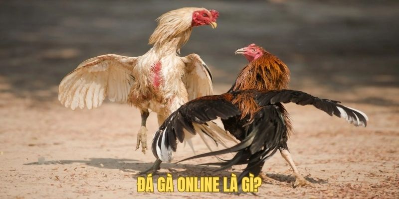 Tìm hiểu đá gà trực tuyến