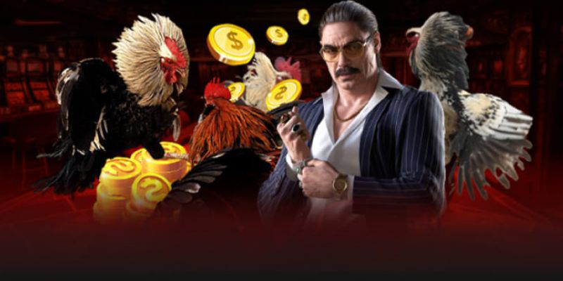 Trực tiếp đá gà F8bet thu hút người chơi đặt cược